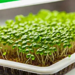 Basil-Microgreens