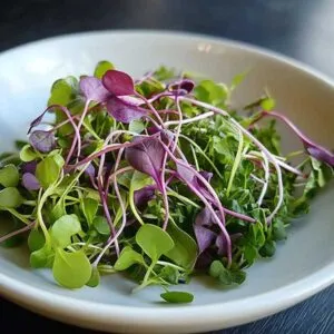 Growing microgreens