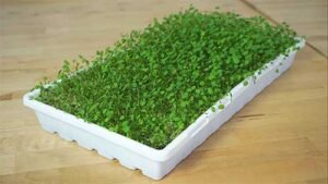 Alfalfa-Microgreens