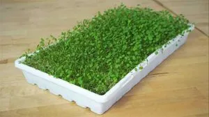 Alfalfa-Microgreens