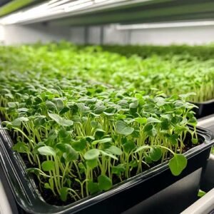 arugula-microgreens